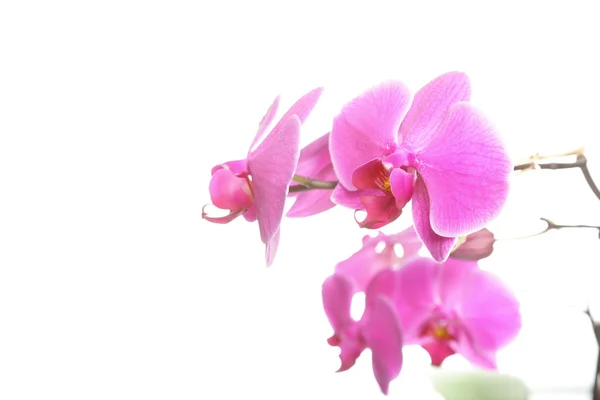 Falaenopsis. Orquídea púrpura sobre fondo blanco — Foto de Stock