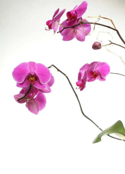 Falaenopsis. Orquídea roxa no fundo branco — Fotografia de Stock