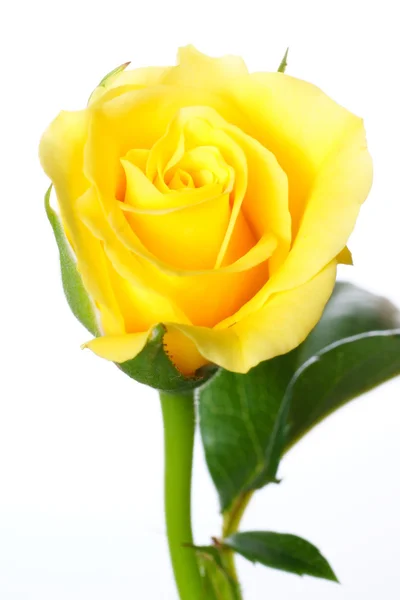 하얀 배경에 고립된 노란 장미 — 스톡 사진