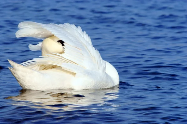 Белый лебедь плавает на голубой воде — стоковое фото