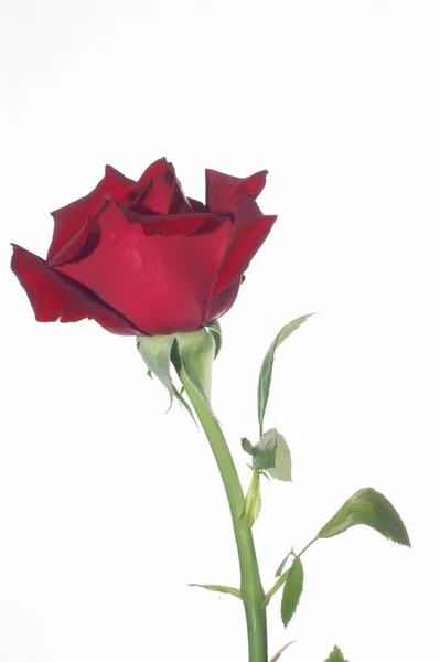 Red rose isolated on white background — Stock Photo, Image