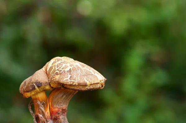 Mushroom on green grass background — Stock Photo, Image