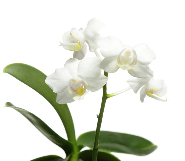 Orquídea branca em branco — Fotografia de Stock