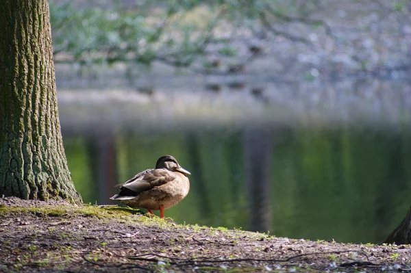 Wild duck — Stockfoto