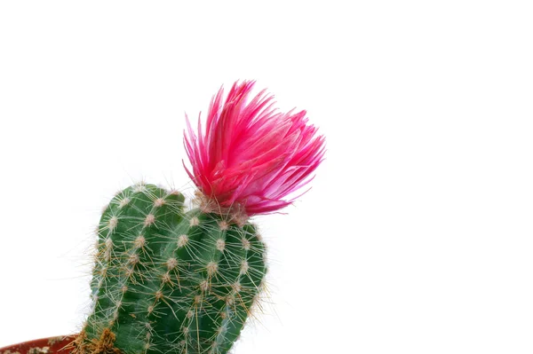 Fiore di cactus — Foto Stock