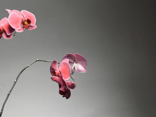 Фаленопсис. Фиолетовая орхидея на сером фоне — стоковое фото