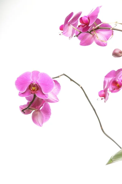 Falenopsi. orchidea viola su sfondo bianco — Foto Stock