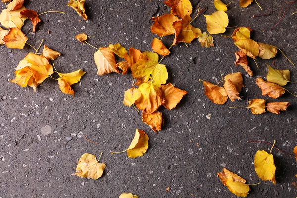 Hintergrund Gruppe Herbst orange Blätter Outdoor — Stockfoto