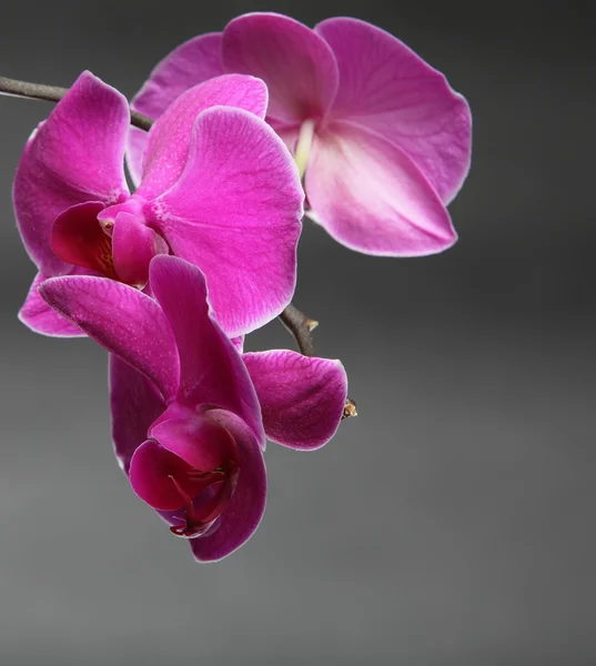 Phalaenopsis. Orchidée pourpre sur fond gris — Photo