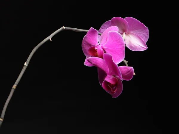 Phalaenopsis. lila Orchidee auf schwarzem Hintergrund — Stockfoto