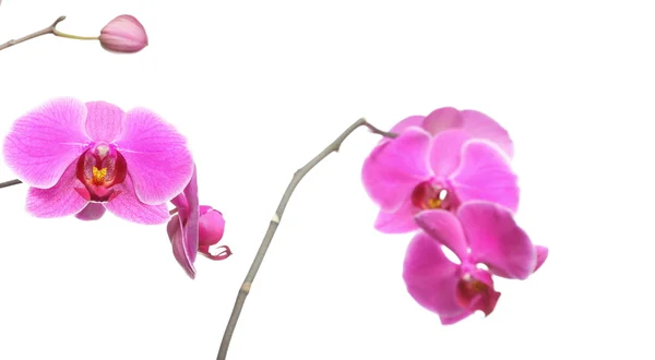 Phalaenopsis. πορφυρό ορχιδέα σε άσπρο φόντο — Φωτογραφία Αρχείου