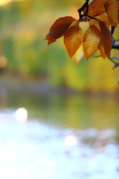 Herfst boom blad en meer water — Stockfoto