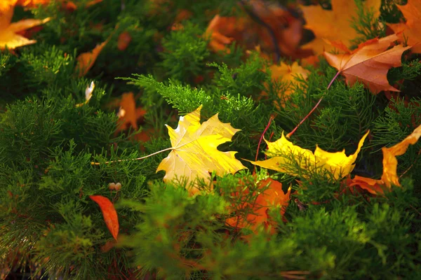 Achtergrond groep herfst oranje bladeren Outdoor — Stockfoto