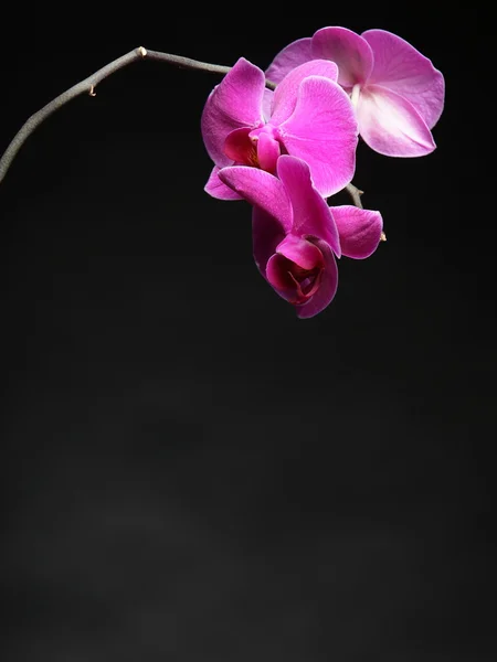 Phalaenopsis. Purple orchid on black background — Stock Photo, Image