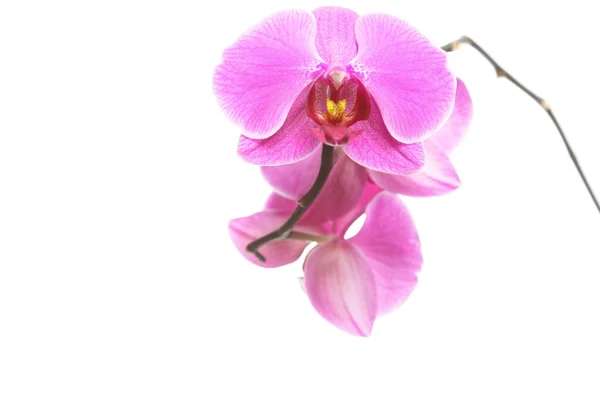Phalaenopsis. paarse orchid op witte achtergrond — Stockfoto