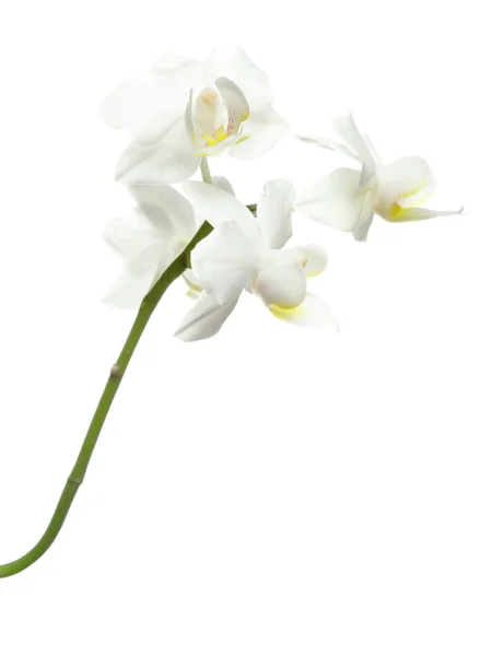 Witte orchidee op wit — Stockfoto