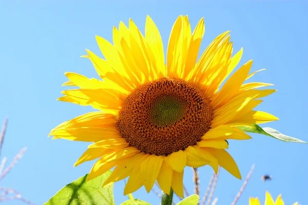 Sonnenblume mit Blatt - strahlend blauer Himmel. — Stockfoto