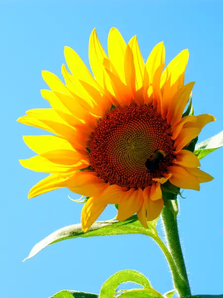 Zonnebloem met een leaf - duidelijk zomer blauwe hemel. — Stockfoto