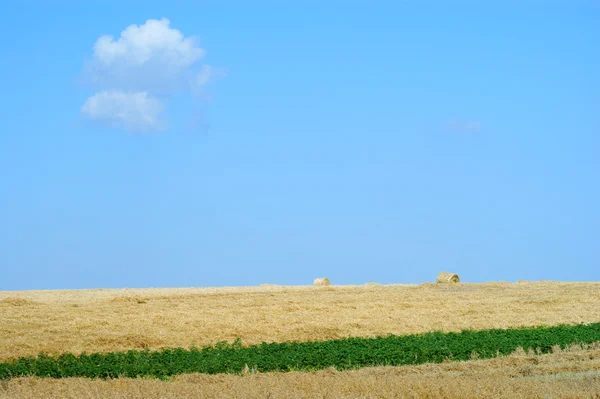 Rolled straw after harvesting - blue sky — Stock Photo, Image