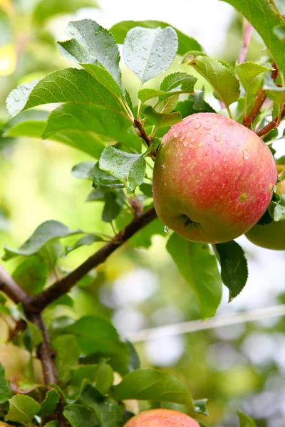 Ripe, beautiful apples on the branches of apple tree — Stock Photo, Image