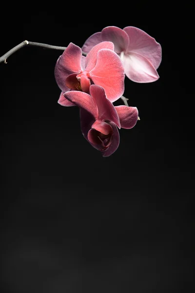 Falaenopsis. Orquídea púrpura sobre fondo negro — Foto de Stock