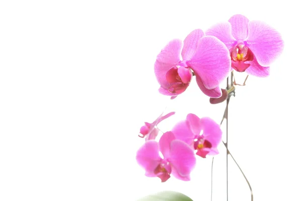 Phalaenopsis. Lila orchidea, fehér háttér — Stock Fotó