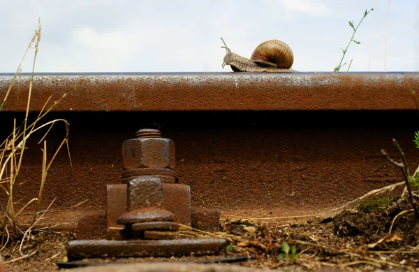 Slak op een spoorlijn rail — Stockfoto