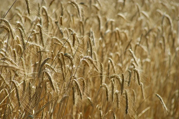 Wheat field — Stock Photo, Image