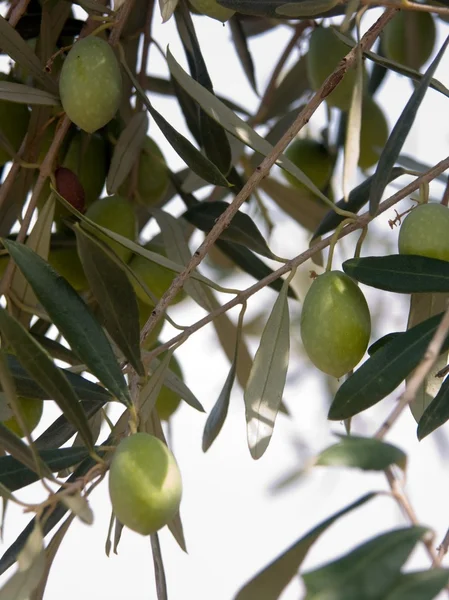 Oliv på trädet — Stockfoto