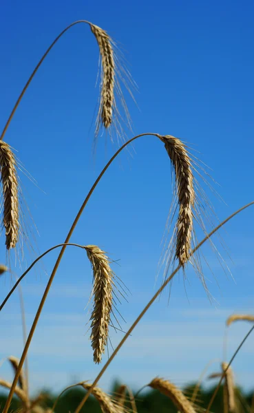 小麦のフィールド - 青い空 — ストック写真