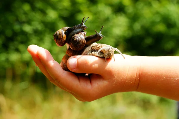 Garden snails — Stock Photo, Image