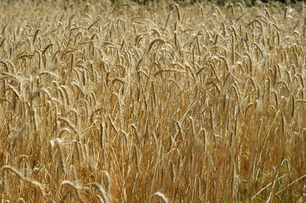 Campo de trigo — Fotografia de Stock