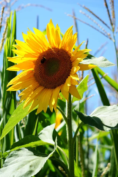 Sonnenblume mit einem Blatt — Stockfoto