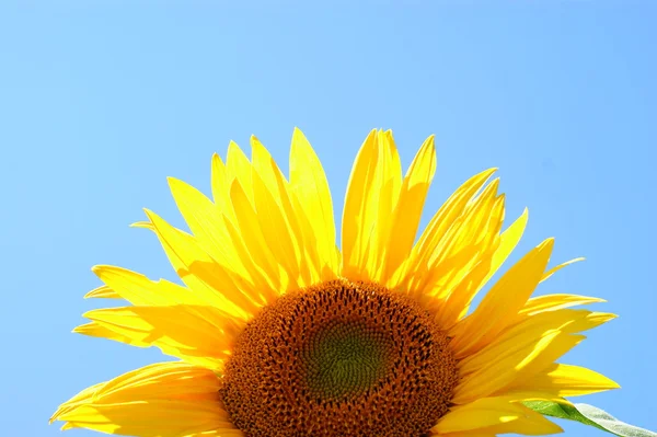 Yaprak - net yaz mavi gökyüzü ile ayçiçeği. — Stok fotoğraf