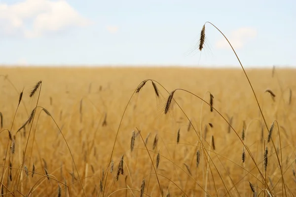 Пшеничне поле блакитне небо — стокове фото