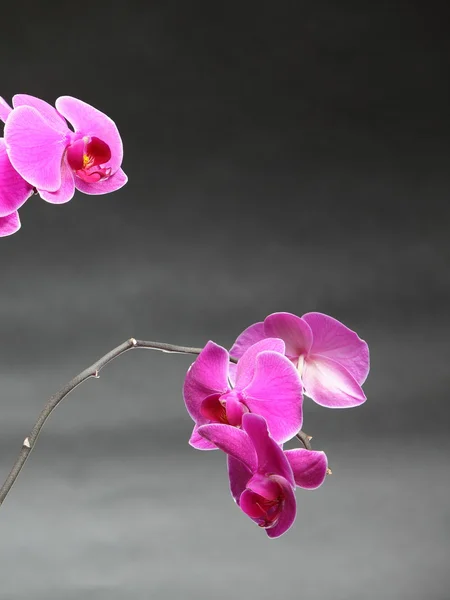 Phalaenopsis. Purple orchid on gray background — Stock Photo, Image