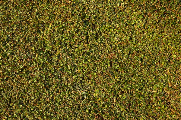 Ściany pokryte przez zielonych liści jako tło — Zdjęcie stockowe