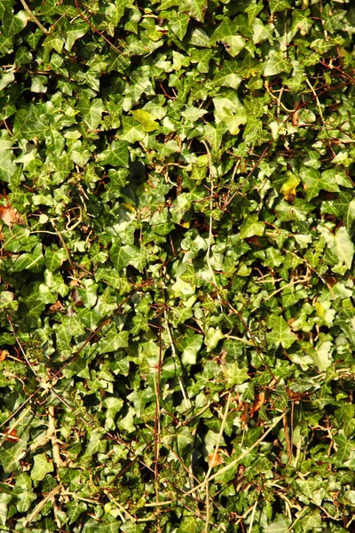 Pared cubierta por hojas verdes como fondo —  Fotos de Stock