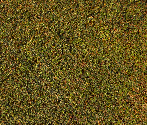 Mur recouvert de feuilles vertes comme fond — Photo