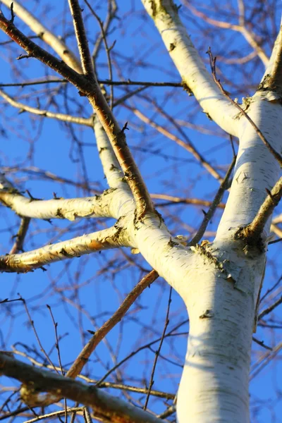 Gümüş huş ağacı mavi gökyüzüne karşı — Stok fotoğraf