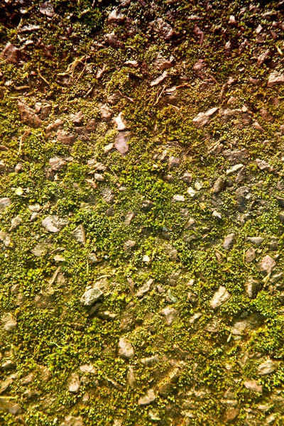 Wall covered by green leaves as background — Stock Photo, Image