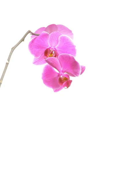 Phalaenopsis. lila Orchidee auf weißem Hintergrund — Stockfoto