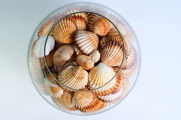Conchas do mar em um copo — Fotografia de Stock