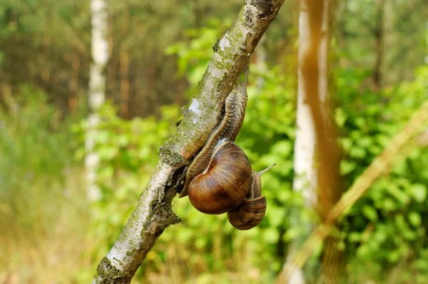 Two garden snail — Stock Photo, Image