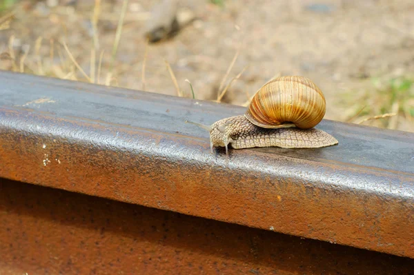 Slak op een spoorlijn rail — Stockfoto