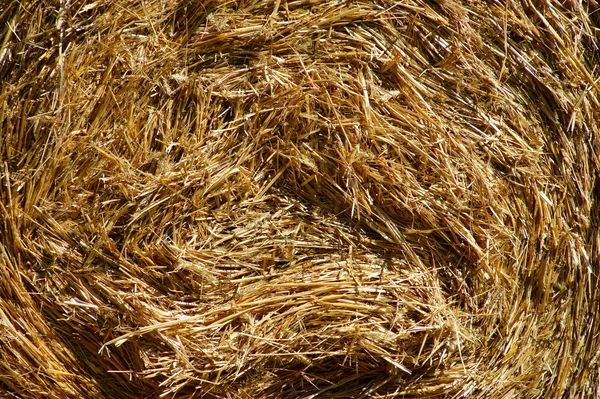 Rolled straw after harvesting - wheat field — Stock Photo, Image