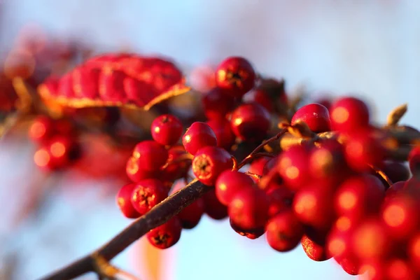 Bayas de Rowan en el otoño en el entorno natural — Foto de Stock