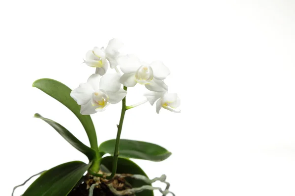 Біла орхідея на білому — стокове фото