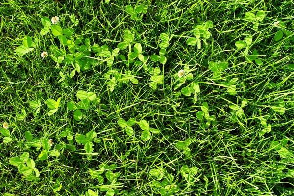 Green grass meadow background. Turf clover. — Stock Photo, Image