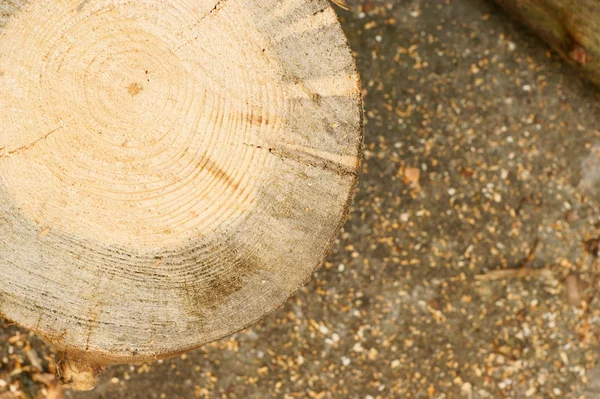 Close-up wooden cut texture — Stock Photo, Image